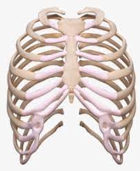 We did not find results for: Rib Cage Png Images Free Transparent Rib Cage Download Kindpng