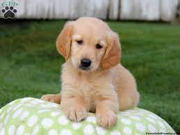 Every puppy you find for sale on our site comes from vetted. Thunder Golden Retriever Puppy For Sale In Gap Pa Cute Little Animals Dogs Golden Retriever Golden Labrador Puppies