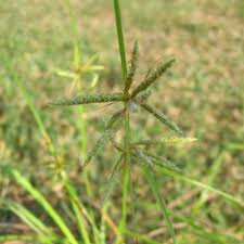 Image result for Ceropegia cyperifolia