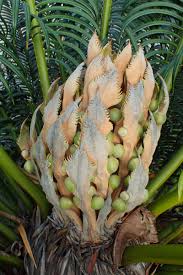 Image result for Cycadaceae