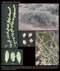 Image result for Atriplex