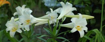 We did not find results for: How To Save Your Easter Lilies Garden Weasel
