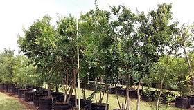 Image result for Galpinia transvaalica