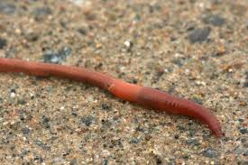 Here is a set of free learning resources made available to the public. What Kind Of Animal Is An Earthworm Naturally North Idaho
