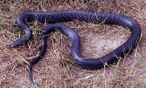 Account Suspended Snake Purple Snake Purple Animals