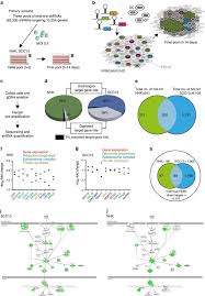 Connectors with 1.5mm pins connectors with 2.8mm pins: A Genome Wide Screen Identifies Yap Wbp2 Interplay Conferring Growth Advantage On Human Epidermal Stem Cells Nature Communications