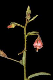 Image result for Hermannia boraginiflora