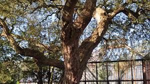 Image result for Quercus suber