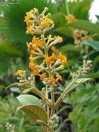 Image result for Buddleja madagascariensis