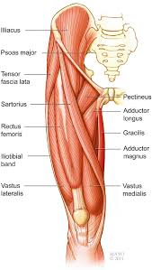 Image result for Laggera gracilis