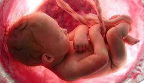 anne karninda bebek ne zaman doner gebelik icin