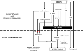 Autonomic Nervous System Activity Changes In Patients With Hypertension And Overweight Role And Therapeutic Implications Cardiovascular Diabetology Full Text
