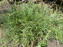 Image result for Ischaemum