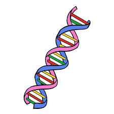 How To Draw Dna Really Easy Drawing Tutorial Dna Drawing Drawing Tutorial Easy Easy Drawings