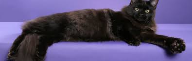 Get a ragdoll, bengal, siamese and more on kijiji, canada's #1 local classifieds. Ttcats Cattery Home