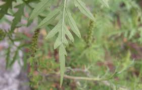Ein artikel von christiane bartal. Ragweed Finder