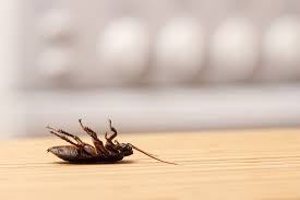 They are easy to breed, less. What Causes Roaches In A Clean House Terminix