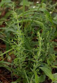 Image result for Pollichia