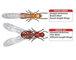 We are looking at get a pest control and termite prevention services. Xhdzhhf J5zs6m