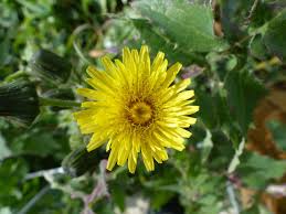 Image result for Sonchus oleraceus