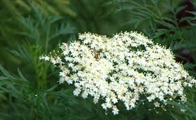 Image result for Valeriana capensis