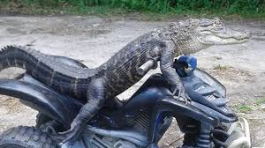 Florida woman is fighting to keep her motorcycle-riding alligator | Mashable