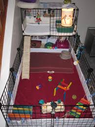 Choose a litter box or a tray that a guinea pig can easily get in and climb out of. How To Litter Box Train Or Potty Train Your Guinea Pigs Pethelpful
