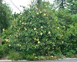 Image result for Solandra maxima