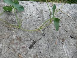Image result for Calopogonium mucunoides