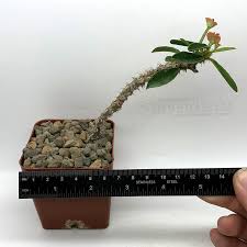 Image result for Euphorbia didiereoides