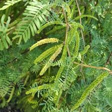 Image result for Prosopis glandulosa
