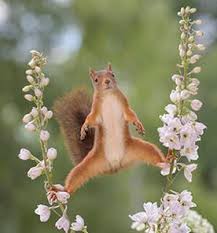 A quick way to repel squirrels from your garden is to use liquid repellents. Gardening Tips How To Keep Squirrels Out Of Your Yard
