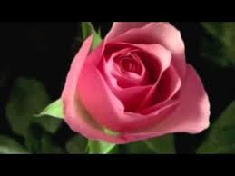 One hallmark writer said she chooses her cards very carefully for each birthday person so that she doesn't have to add much in the way of a personal message. Feliz Cumpleanos Maria Del Carmen Youtube Flowers Rose Feliz