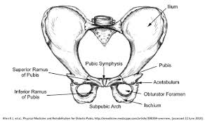 Pin On Pregnancy Birth Neonatal