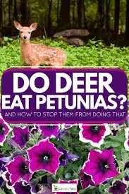 Choosing plants that deer avoid ensures your flowers will continue blooming. Do Deer Eat Petunias And How To Stop Them From Doing That Garden Tabs