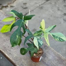 Image result for Selago albomarginata