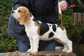 open marked tri colored beagle beagle colors beagle puppy cute beagles