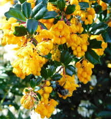 Image result for Berberis darwinii