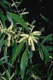 Image result for Acacia amythethophylla