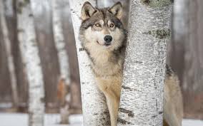 The official instagram of wolves. Wolves In The Neighborhood Park Rapids Enterprise