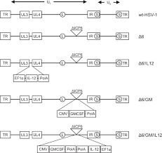 Other common diseases caused by various herpes strains include chickenpox or shingles (caused by herpes zoster virus) and kaposi's sarcoma (caused by herpes virus 8). Antitumor Effects Of Il 12 And Gm Csf Co Expressed In An Engineered Oncolytic Hsv 1 Gene Therapy