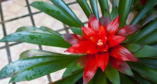Is the bromeliad poisonous or toxic? Pet Friendly Houseplants My Garden Life