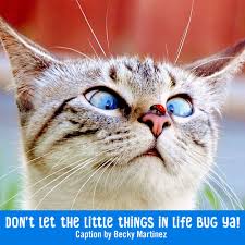 Congratulations To Becky Martinez This Week S Avanticaptioncontest Winner Thanks Becky Cats And Kittens Funny Animal Pictures Kittens Funny