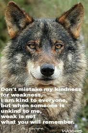 Iberian Wolf Canis Lupus Signatus Hayvan Hayvanlar Alemi Ve Wolf