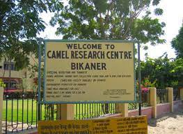 This page contains all the active and recently expired job openings and recruitment notification from national research centre on camel nrcc camel 2021. National Research Centre On Camel Bikaner Rajasthan