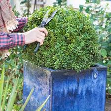 Comment Entretenir Et Nettoyer Le Jardin Au Printemps Topiaires De Buis Jardins Fleur De Rocaille