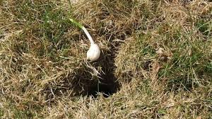 Wenn sie kleintiere wie meerschweinchen, kaninchen oder hühner in ihrem garten halten, müssen sie in ein. Wuhlmause Aus Dem Garten Verschwinden Lassen Mit Knoblauch Wuhlmaus Vertreiben Garten Bilder