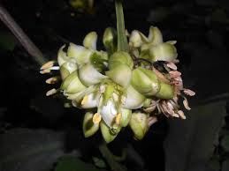 Image result for Brexia