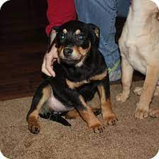 It's also free to list your available puppies and litters on our site. Kennebunkport Me Rottweiler Meet Millie Maine A Pet For Adoption