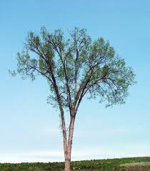 Image result for Ulmaceae